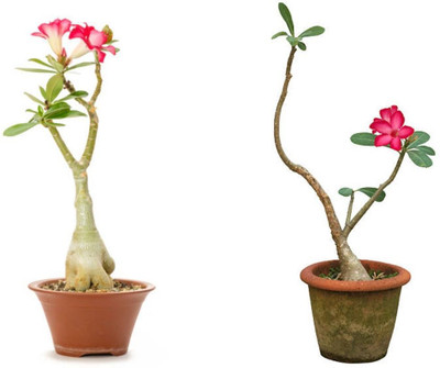 UNIFRESH Adenium Plant(Hybrid, Pack of 1)