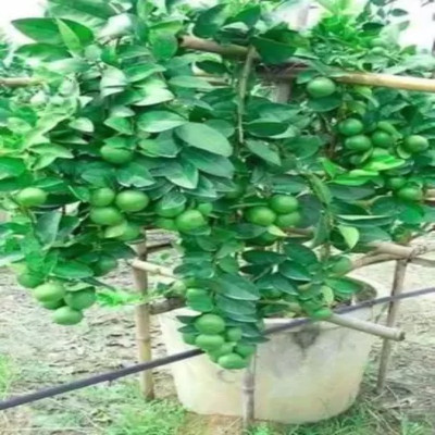 Augadh Lemon Plant(Hybrid, Pack of 1)