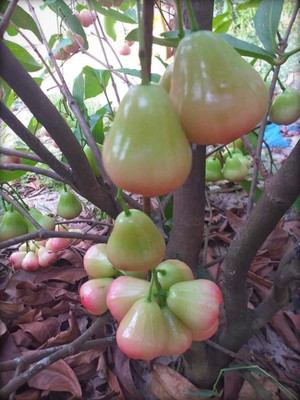 Cloud Farm Jamun Plant(Hybrid, Pack of 1)
