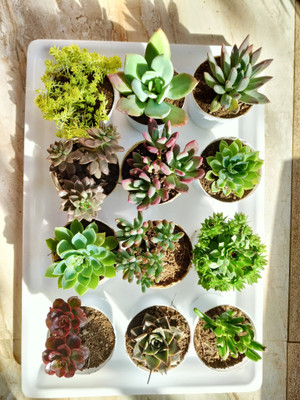 TOFOH Succulents Plant(Pack of 12)