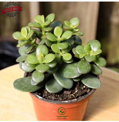 YourPlant Jade Plant(Hybrid, Pack of 1)