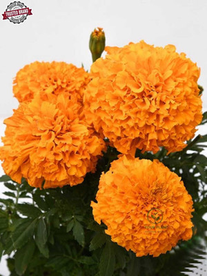 MAMONI TRADERS Marigold Plant(Hybrid, Pack of 1)