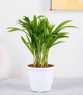 ibains Palm seeds Seed(52 per packet)
