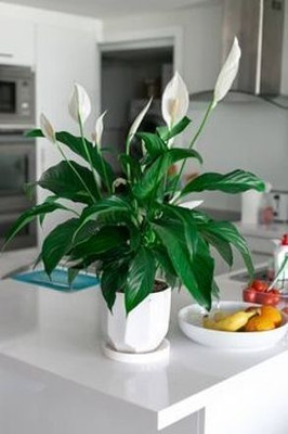 GreenyOn Peace Lily Plant(Hybrid, Pack of 1)