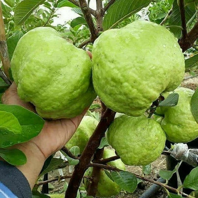 The Green Tree MART Guava Plant(Hybrid, Pack of 1)