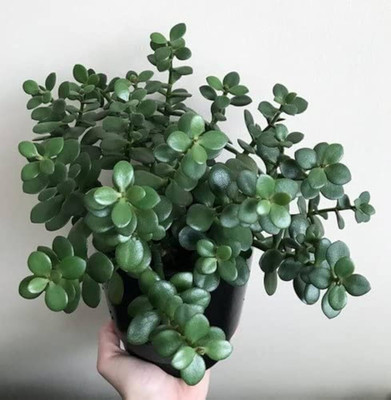 PetalPath ZZ Plant(Hybrid, Pack of 1)