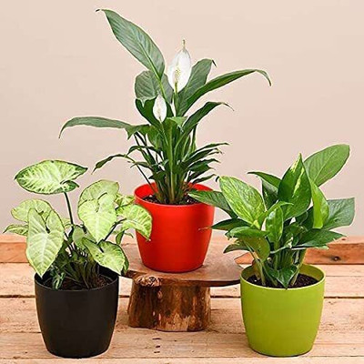 LivePlant Money Plant(Hybrid, Pack of 3)