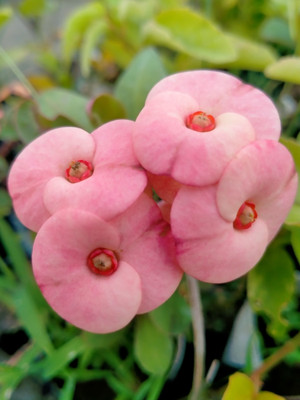 Bakuchi Euphorbia Milii Dwarf Apache Red Cactus Plant(Hybrid, Pack of 1)