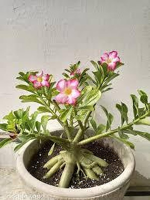 GreenyOn Adenium Plant(Hybrid, Pack of 1)