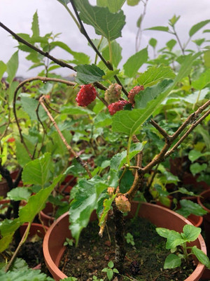 Global Mart Plant Shahtoot/Mulberry Plant(Hybrid, Pack of 2)