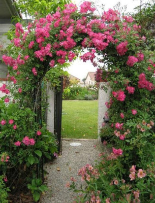 Blue Universe Rose Plant(Pack of 1)