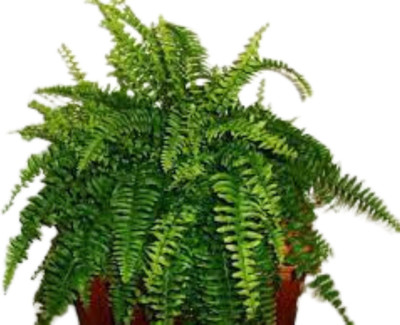 Cloud Farm Boston Fern(Hybrid, Pack of 1)
