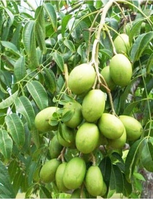 SHREYAGREEN Amra Plant(Hybrid, Pack of 1)