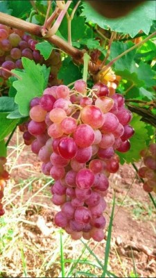 Aquinnah Graden Grapes Plant(Hybrid, Pack of 1)