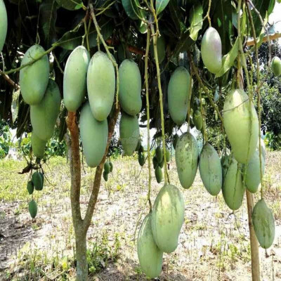 Aquinnah Mango Plant(Hybrid, Pack of 1)