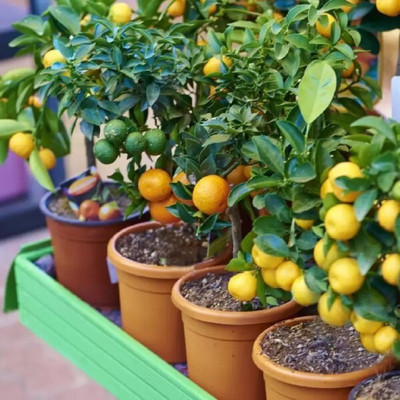 Augadh Orange Plant(Hybrid, Pack of 1)
