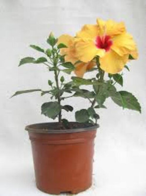 MAQUEENFOLIOWERS Hibiscus Plant(Hybrid, Pack of 1)
