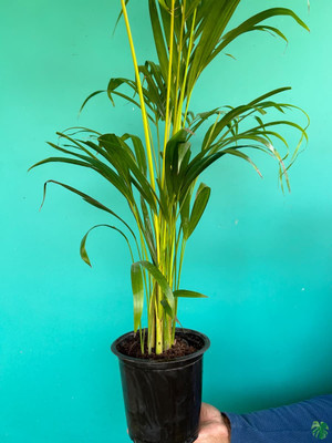 ABEFARIYA Areca Palm(Hybrid, Pack of 1)