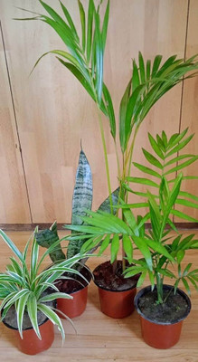 Dishita Go Green Spider Plant, Snake Plant, Areca Palm, Chamaedorea Plant(Hybrid, Pack of 1)
