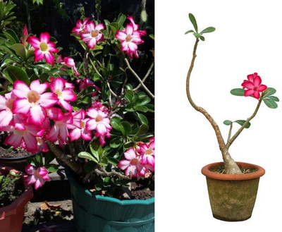 CLOUD FRAMING Adenium Plant(Hybrid, Pack of 1)