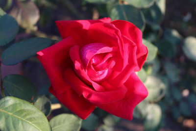 AloGardening Rose Plant(Hybrid, Pack of 1)
