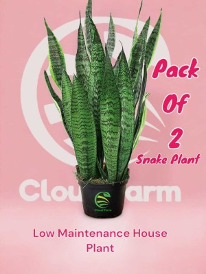 Cloud Farm Snake Plant(Hybrid, Pack of 2)