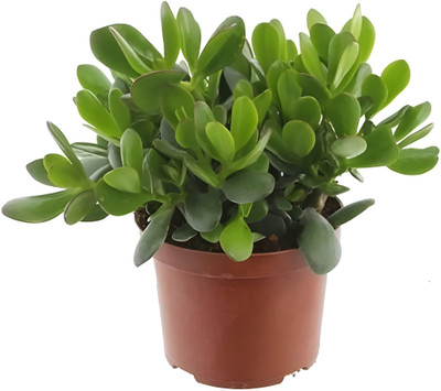 ABEFARIYA Jade Plant(Hybrid, Pack of 1)