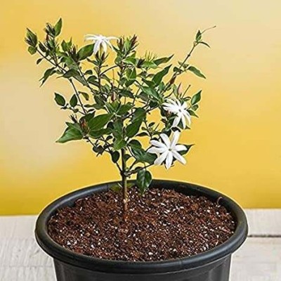 RhinoBells Jasmine Plant(Hybrid, Pack of 1)