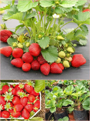 FELCHARIES Strawberry Plant(Hybrid, Pack of 1)