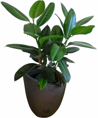 InGreen Rubber Tree(Hybrid, Pack of 1)