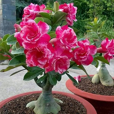 My Dream Nursery Adenium Plant(Hybrid, Pack of 1)
