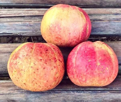 thai guava Guava Plant(Hybrid, Pack of 1)