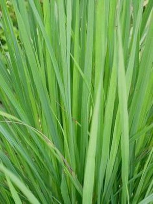 MAITRA AND SONS Lemon Grass Plant(Hybrid, Pack of 1)