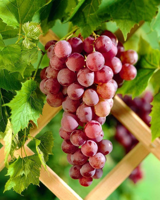Agacha Grapes Plant(Hybrid, Pack of 1)