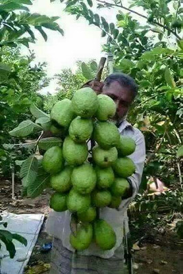 BREEZY BLOOMS Guava Plant(Hybrid, Pack of 1)