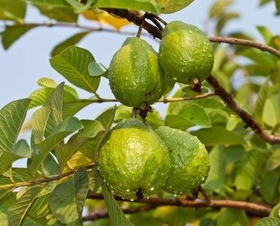 Ukanda Guava Plant(Hybrid, Pack of 1)