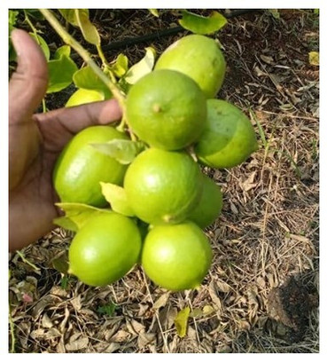 Treeicks Lemon Plant(Hybrid, Pack of 1)