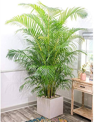 Cloud Farm Areca Palm(Hybrid, Pack of 1)