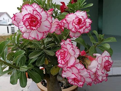 CRGO ADENIUM Seed(45 per packet)