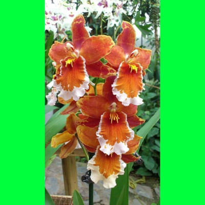 rimi Orchid Plant(Hybrid, Pack of 1)