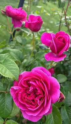 MAQINPLANTHOUSE Rose Plant(Hybrid, Pack of 1)