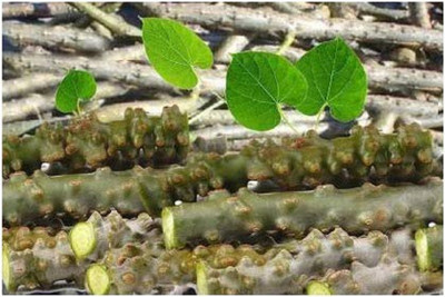 Biosnyg Neem Tree Guruch Fresh Stems/Neem Giloye (6-inch) 5 Seeds Seed(5 per packet)