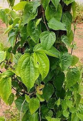 SHREYAGREEN Betel Leaf Plant(Hybrid, Pack of 1)