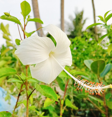 ABC Hibiscus Plant(Hybrid, Pack of 1)