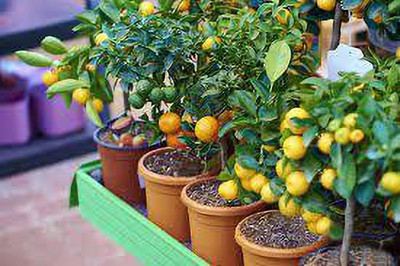 KUNUBON Lemon Plant(Hybrid, Pack of 1)