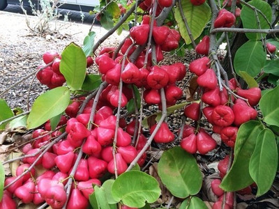 APOSOLUARD Wax Apple Plant(Hybrid, Pack of 1)