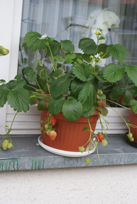 BREEZY BLOOMS Strawberry Plant(Hybrid, Pack of 1)