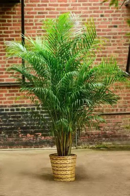 Augadh Areca Palm(Hybrid, Pack of 1)