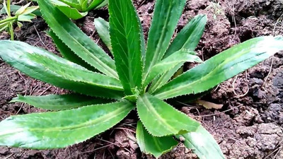 KrishnaNursery Guava Lucknow-49 Fruit Plant(Hybrid, Pack of 1)