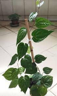 AloGardening Betel Leaf Plant(Hybrid, Pack of 1)